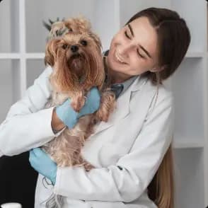 Pet Grooming Pet Grooming